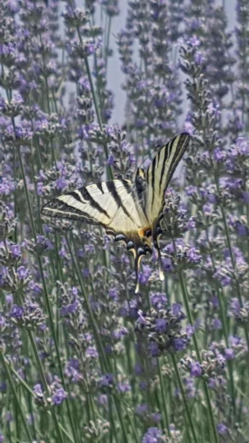 Apartment Lavanda Garden 라브 외부 사진